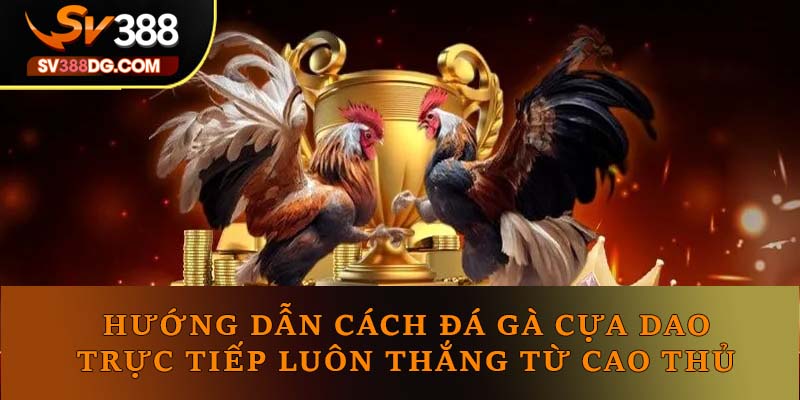 Cách Đá Gà Cựa Dao Trực Tiếp Luôn Thắng Từ Cao Thủ